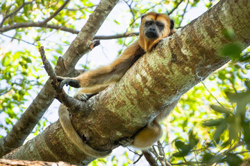 Obraz premium red monkey