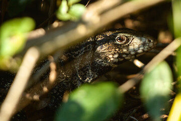 lizard in the forest