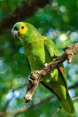 green and yellow macaw