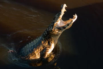 Fotobehang crocodile in the water © Luis