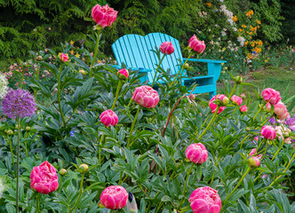 peonies and alium flowers and a bright blue adirondack style bench in a graden in salem, Oregon