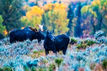 bull moose against a autumn foliage background in Grand teton national park in wyoming.