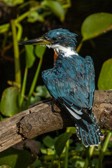 blue heron perched on a branch