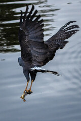 eagle in flight with a fish