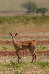Naklejka na ściany i meble deer in the cerrado savannah