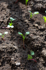 Seedlings of radish and lettuce in a garden bed in a greenhouse