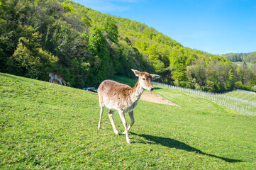 Closeup of deer on the green field.