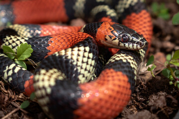 close up of a coral snake