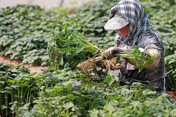 Female farmers are collecting sweet potato seedlings in the greenhouse.
