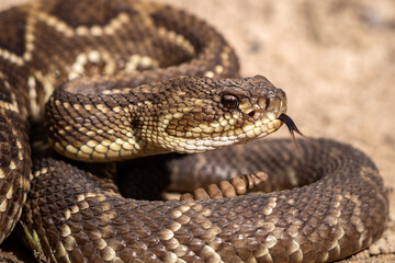 close up of a rattlesnake