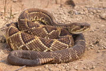 close up of a rattlesnake