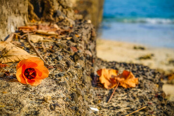 Orange hibiscus blossoms on rocks near the sea
