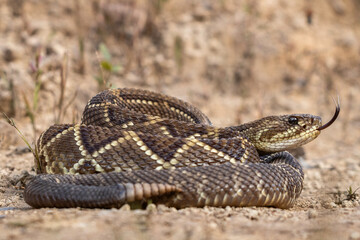 close up of a rattlesnake