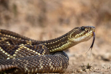 close up of a rattlesnake
