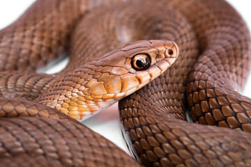 close up of a snake on a white background