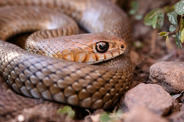 close up of a snake