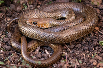 snake on the ground