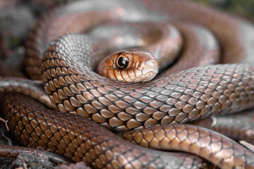 macro close up of a snake