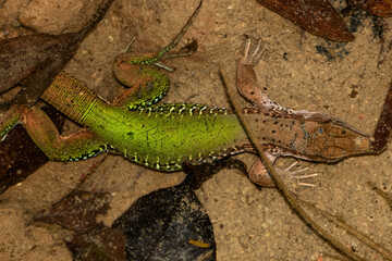 lizard on the stone