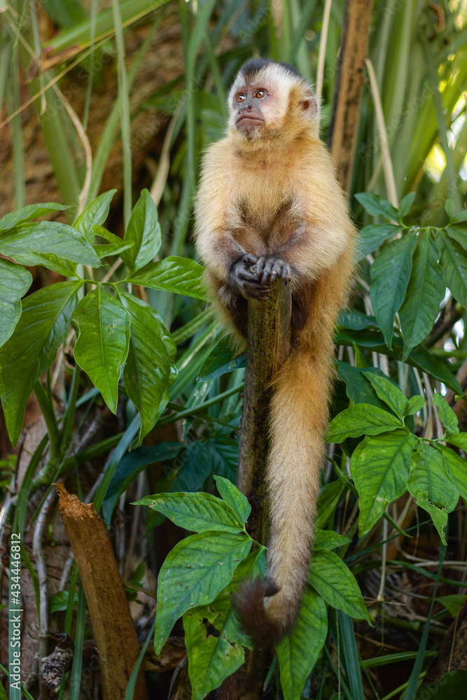 Poster a long macaque