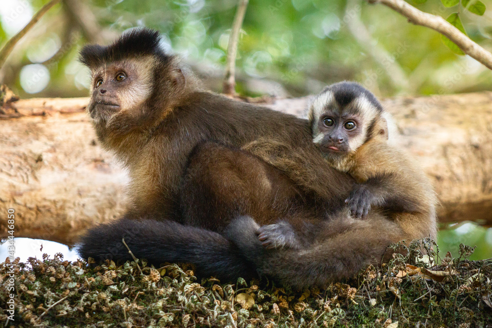 Wall mural mother and baby monkey