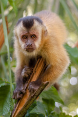 a long macaque
