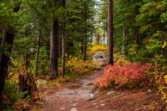 colorful autumn foliage on the trail paths near Jenny Lake in Grand Teton national PArk.