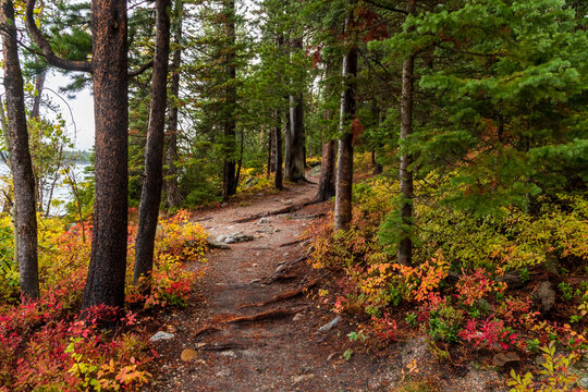 colorful autumn foliage on the trail paths near Jenny Lake in Grand Teton national PArk.