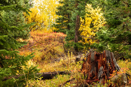 colorful autumn foliage on the trail paths near Jenny Lake in Grand Teton national PArk.