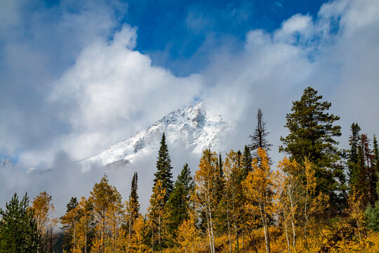 dramatic snow capped jagged peaks of Grand teton mountains surrounded by vibrant autumn foliage of aspen and birch trees in Wyoming.