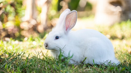 white hare bunny in the grass 