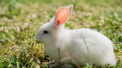 white hare bunny in the grass 