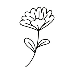 leaves and flower drawn