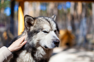 A beautiful and kind Alaskan Malamute shepherd sits in an enclosure behind bars and looks with intelligent eyes. Indoor aviary. The dog is stroked by hand