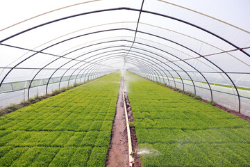 Rice seedling greenhouse, North China