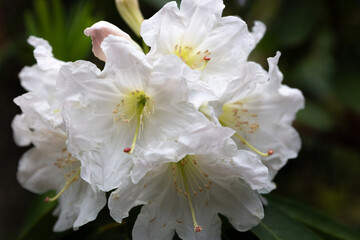 White Rhododendron flower blossom