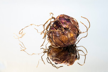 dried bud