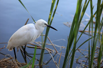 A young egret lives near a pond in the North China Plain