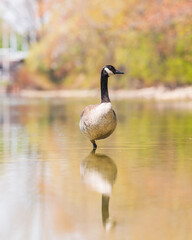 Canada goose resting whilke standing on one leg on a rock (underwater)  on Ashbridges Bay  in Toronto’s Beaches neighbourhood.