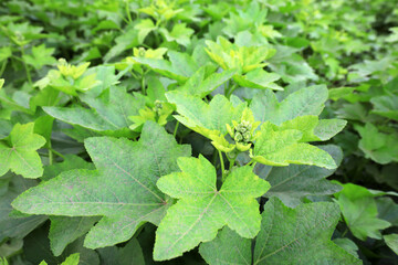 Hollyhocks grow vigorously in the garden, North China