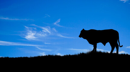 cow silhouette blue sky