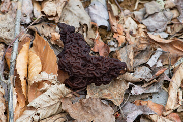 A red false morel mushroom growing on the forest floor