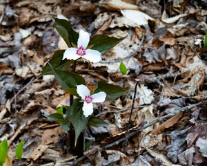 Painted trillium flowers on the Adirondack forest floor