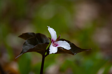 A painted trillium flower in the Adirondack forest