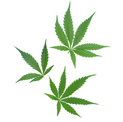 three cannabis leaves on white isolated background