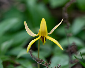 Yellow trout lily wildflower Erythronium americanum