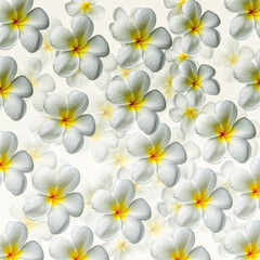 Frangipani flowers cream background