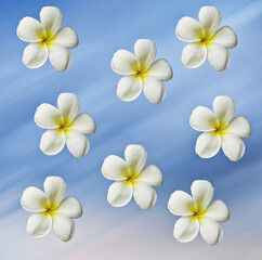 Obraz na płótnie Canvas Frangipani flowers on blue background