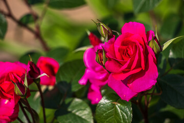 開花した鮮やかなピンク色のバラの花