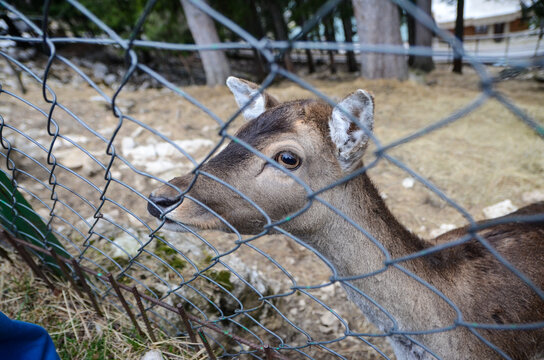 Young Roe deer behind wire fence. Wild animals in captivity.